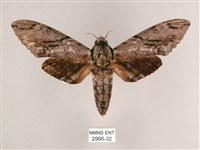 藏品(細斜紋霜天蛾)的圖片