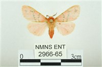 藏品(三條橙燈蛾)的圖片