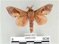 藏品(大褐斑枯葉蛾)的圖片