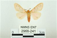 藏品(三條橙燈蛾)的圖片