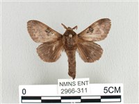 藏品(大斑Y毛蟲)的圖片