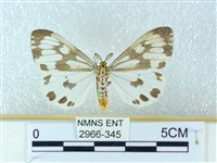 藏品(粉蝶燈蛾)的圖片