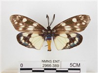 藏品(蓬萊茶斑蛾)的圖片