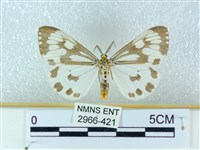 藏品(粉蝶燈蛾)的圖片