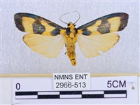 藏品(閃光苔蛾)的圖片