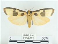 藏品(閃光苔蛾)的圖片