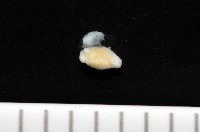 藏品(福山魚怪(新種))的圖片