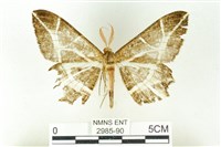 藏品(樹形尺蛾)的圖片