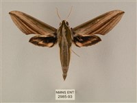 藏品(棕綠背線天蛾)的圖片