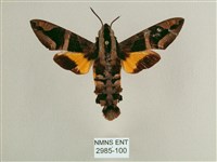 藏品(背帶長喙天蛾)的圖片