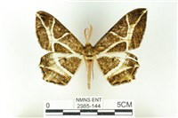 藏品(樹形尺蛾)的圖片