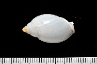 藏品(白彈頭螺)的圖片