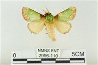 藏品(基褐綠刺蛾)的圖片