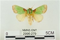 藏品(基褐綠刺蛾)的圖片