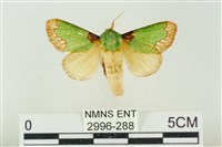 藏品(基褐綠刺蛾)的圖片