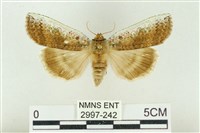 藏品(臺洒波紋蛾)的圖片