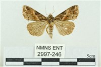 藏品(粉紅帶散紋夜蛾)的圖片