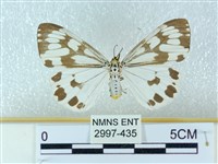 藏品(粉蝶燈蛾)的圖片