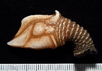 藏品(司氏鎧茗荷)的圖片