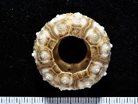 藏品(雙列角頭帕)的圖片