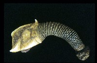 藏品(司氏鎧茗荷)的圖片