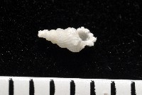 藏品(窗格海螄螺)的圖片