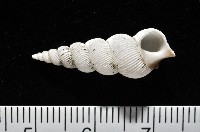 藏品(臺灣海螄螺)的圖片