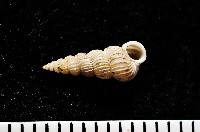 藏品(精靈海螄螺)的圖片