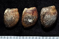 藏品(銀錦蛤)的圖片