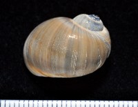 藏品(小灰玉螺)的圖片