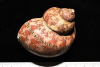 藏品(貓眼蠑螺)的圖片