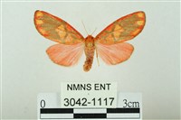 藏品(三色豔苔蛾)的圖片