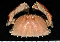 藏品(逍遙饅頭蟹)的圖片