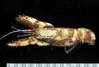 藏品(棘新阿蛄蝦(棘軸蝦))的圖片