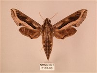 藏品(斜線天蛾)的圖片