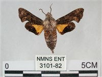 藏品(三角凹緣天蛾)的圖片