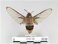 藏品(大透翅天蛾)的圖片