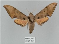 藏品(廣東鷹翅天蛾)的圖片