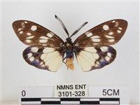 藏品(蓬萊茶斑蛾)的圖片