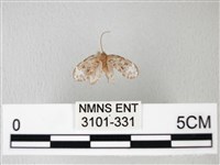 藏品(臺灣卵翅蛾)的圖片