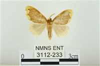 藏品(黑翅黃毒蛾)的圖片