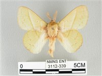 藏品(青枯葉蛾)的圖片