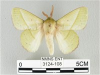 藏品(青枯葉蛾)的圖片