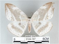 藏品(圓翅大鉤蛾)的圖片