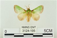 藏品(素木綠刺蛾)的圖片