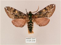 藏品(井上氏絨毛天蛾)的圖片