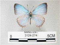 藏品(淡青雅波灰蝶)的圖片