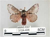 藏品(銀肩枯葉蛾)的圖片