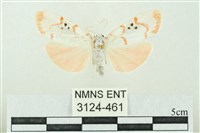 藏品(臺雪苔蛾)的圖片