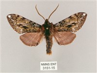 藏品(井上氏絨毛天蛾)的圖片